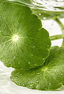 Centella Asiatica Extract