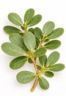 Portulaca Oleracea