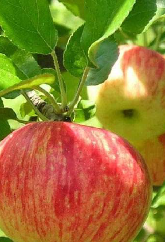 Pyrus Malus